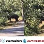 Elephant/ ನಡು ರಸ್ತೆಯಲ್ಲಿ ಪ್ರತ್ಯಕ್ಷವಾದ ಒಂಟಿಸಲಗ. ಅರ್ಧಗಂಟೆ ಸಂಚಾರ ಸ್ಥಗಿತ