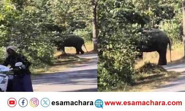 Elephant/ ನಡು ರಸ್ತೆಯಲ್ಲಿ ಪ್ರತ್ಯಕ್ಷವಾದ ಒಂಟಿಸಲಗ. ಅರ್ಧಗಂಟೆ ಸಂಚಾರ ಸ್ಥಗಿತ