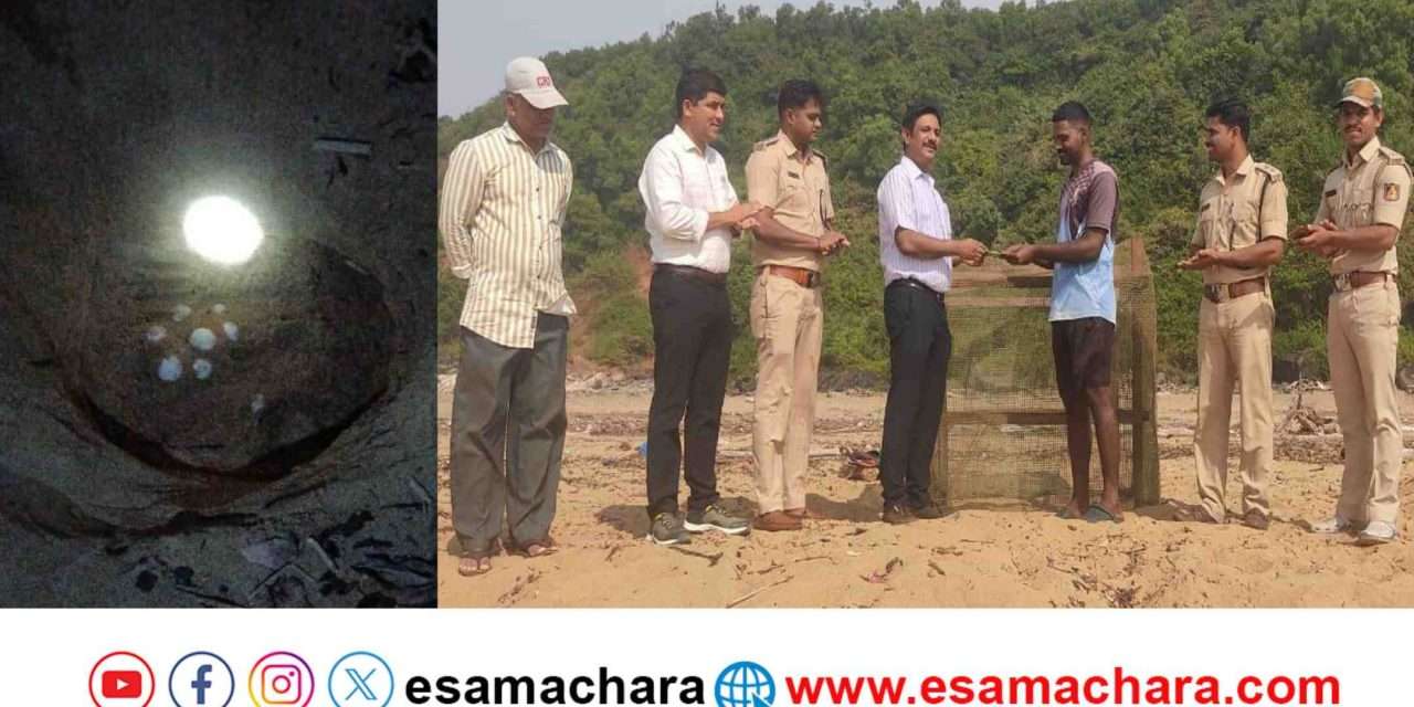 Turtles/ ವರ್ಷದ ಮೊದಲ ಕಡಲಾಮೆ ಗೂಡು ಪತ್ತೆ. ಅರಣ್ಯ ಇಲಾಖೆಯಿಂದ ಮೀನುಗಾರನಿಗೆ ಬಹುಮಾನ.