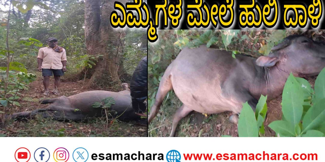 Tiger Attack/ ಎಮ್ಮೆಗಳ‌ ಮೇಲೆ ಹುಲಿ ದಾಳಿ. ಕಂಗಾಲಾದ ರೈತ ಕುಟುಂಬ.