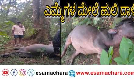 Tiger Attack/ ಎಮ್ಮೆಗಳ‌ ಮೇಲೆ ಹುಲಿ ದಾಳಿ. ಕಂಗಾಲಾದ ರೈತ ಕುಟುಂಬ.