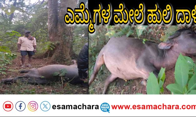 Tiger Attack/ ಎಮ್ಮೆಗಳ‌ ಮೇಲೆ ಹುಲಿ ದಾಳಿ. ಕಂಗಾಲಾದ ರೈತ ಕುಟುಂಬ.
