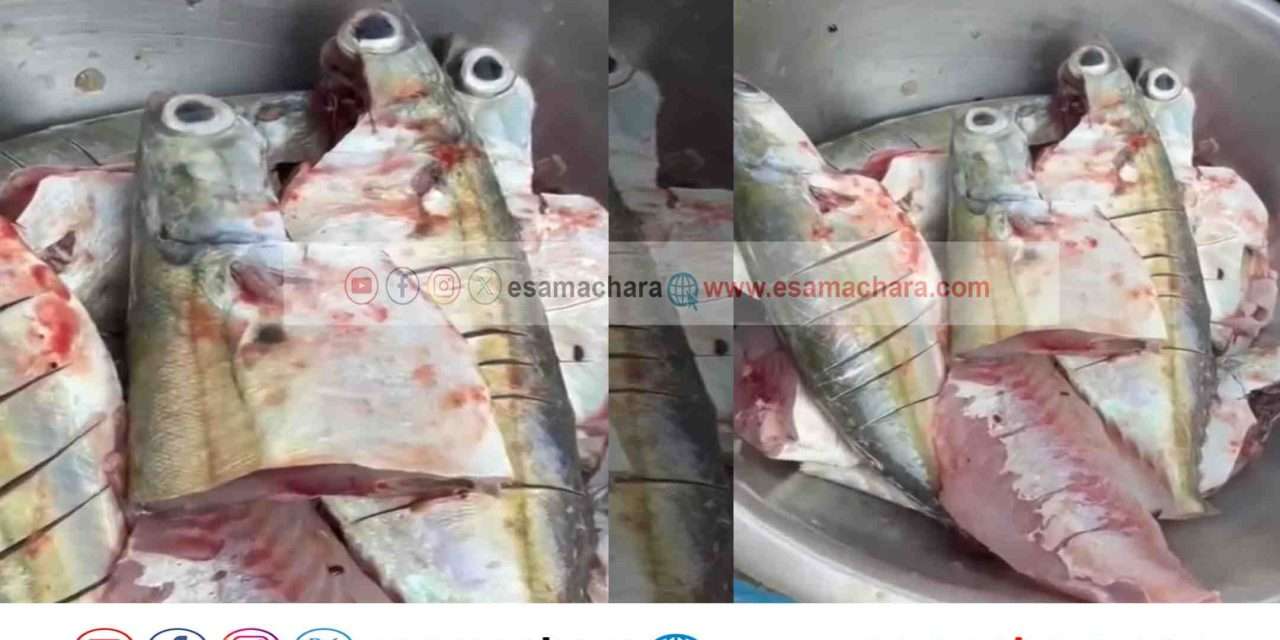 Miracle/ ಬಂದರಿನಲ್ಲೊಂದು ವಿಸ್ಮಯ. ಕತ್ತರಿಸದ ಮೇಲೂ ಜೀವಂತವಿದ್ದ ಬಂಗಡೆ ಮೀನು.