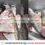 Miracle/ ಬಂದರಿನಲ್ಲೊಂದು ವಿಸ್ಮಯ. ಕತ್ತರಿಸದ ಮೇಲೂ ಜೀವಂತವಿದ್ದ ಬಂಗಡೆ ಮೀನು.