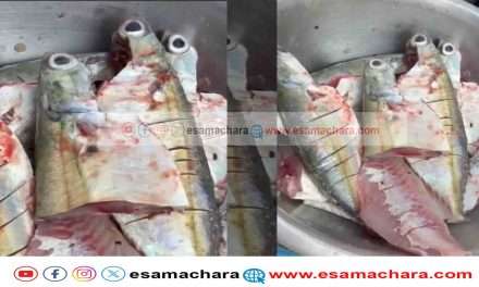 Miracle/ ಬಂದರಿನಲ್ಲೊಂದು ವಿಸ್ಮಯ. ಕತ್ತರಿಸದ ಮೇಲೂ ಜೀವಂತವಿದ್ದ ಬಂಗಡೆ ಮೀನು.