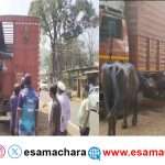 Cattle Rescue/ ಪೊಲೀಸರ ಕಾರ್ಯಾಚರಣೆ. ಮೂರು ವಾಹನಗಳಲ್ಲಿ ಹಿಂಸಾತ್ಮಕವಾಗಿ ಸಾಗಿಸುತ್ತಿದ್ದ ಎಮ್ಮೆಗಳ ರಕ್ಷಣೆ.