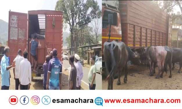 Cattle Rescue/ ಪೊಲೀಸರ ಕಾರ್ಯಾಚರಣೆ. ಮೂರು ವಾಹನಗಳಲ್ಲಿ ಹಿಂಸಾತ್ಮಕವಾಗಿ ಸಾಗಿಸುತ್ತಿದ್ದ ಎಮ್ಮೆಗಳ ರಕ್ಷಣೆ.