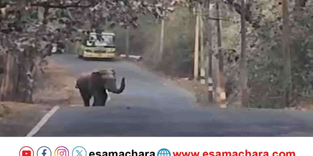 Elephant/ ನಡು ರಸ್ತೆಯಲ್ಲಿ ಎದೆ ಝಲ್ಲೆನಿಸಿದ ಆನೆ. ಮೊಬೈಲ್ ನಲ್ಲಿ ದೃಶ್ಯ ಸೆರೆ.
