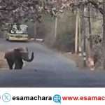 Elephant/ ನಡು ರಸ್ತೆಯಲ್ಲಿ ಎದೆ ಝಲ್ಲೆನಿಸಿದ ಆನೆ. ಮೊಬೈಲ್ ನಲ್ಲಿ ದೃಶ್ಯ ಸೆರೆ.