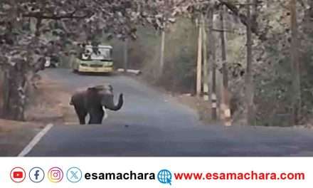 Elephant/ ನಡು ರಸ್ತೆಯಲ್ಲಿ ಎದೆ ಝಲ್ಲೆನಿಸಿದ ಆನೆ. ಮೊಬೈಲ್ ನಲ್ಲಿ ದೃಶ್ಯ ಸೆರೆ.