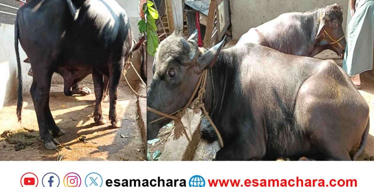 Cattles Smuggling/ ಭಟ್ಕಳದಲ್ಲಿ ಕದ್ದು ಮುಚ್ಚಿ ಜಾನುವಾರು ಸಾಗಾಟ. ಇಬ್ಬರಿಗೆ ಹೆಡೆಮುರಿ ಕಟ್ಟಿದ ಪೊಲೀಸರು.