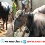 Cattles Smuggling/ ಭಟ್ಕಳದಲ್ಲಿ ಕದ್ದು ಮುಚ್ಚಿ ಜಾನುವಾರು ಸಾಗಾಟ. ಇಬ್ಬರಿಗೆ ಹೆಡೆಮುರಿ ಕಟ್ಟಿದ ಪೊಲೀಸರು.