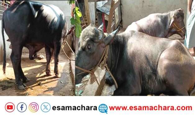 Cattles Smuggling/ ಭಟ್ಕಳದಲ್ಲಿ ಕದ್ದು ಮುಚ್ಚಿ ಜಾನುವಾರು ಸಾಗಾಟ. ಇಬ್ಬರಿಗೆ ಹೆಡೆಮುರಿ ಕಟ್ಟಿದ ಪೊಲೀಸರು.