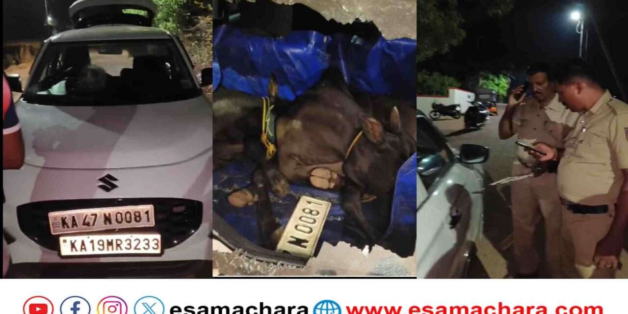 Cattle Thieves/ ಭಟ್ಕಳದಲ್ಲಿ ಮುಂದುವರಿದಿದೆ ಗೋಗಳ್ಳರ ಕೃತ್ಯ. ಡಬಲ್ ನಂಬರ್ ಪ್ಲೇಟ್ ಅಳವಡಿಸಿ ಅಮಾಯಕರ ಹೆಸರು ಕೆಡಿಸೋ ಪ್ರಯತ್ನ.