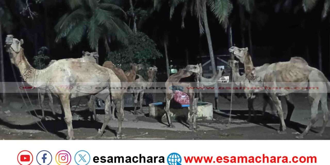 Bhatkal Police/ ಒಂಟೆ ಎತ್ತುಗಳ ಅಕ್ರಮ ಸಾಗಾಟ. ಪತ್ತೆ ಮಾಡಿ ರಕ್ಷಿಸಿದ ಭಟ್ಕಳ ಪೊಲೀಸರು.