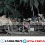 Bhatkal Police/ ಒಂಟೆ ಎತ್ತುಗಳ ಅಕ್ರಮ ಸಾಗಾಟ. ಪತ್ತೆ ಮಾಡಿ ರಕ್ಷಿಸಿದ ಭಟ್ಕಳ ಪೊಲೀಸರು.