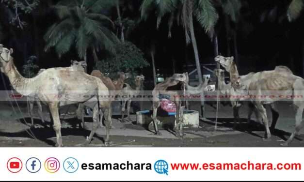 Bhatkal Police/ ಒಂಟೆ ಎತ್ತುಗಳ ಅಕ್ರಮ ಸಾಗಾಟ. ಪತ್ತೆ ಮಾಡಿ ರಕ್ಷಿಸಿದ ಭಟ್ಕಳ ಪೊಲೀಸರು.