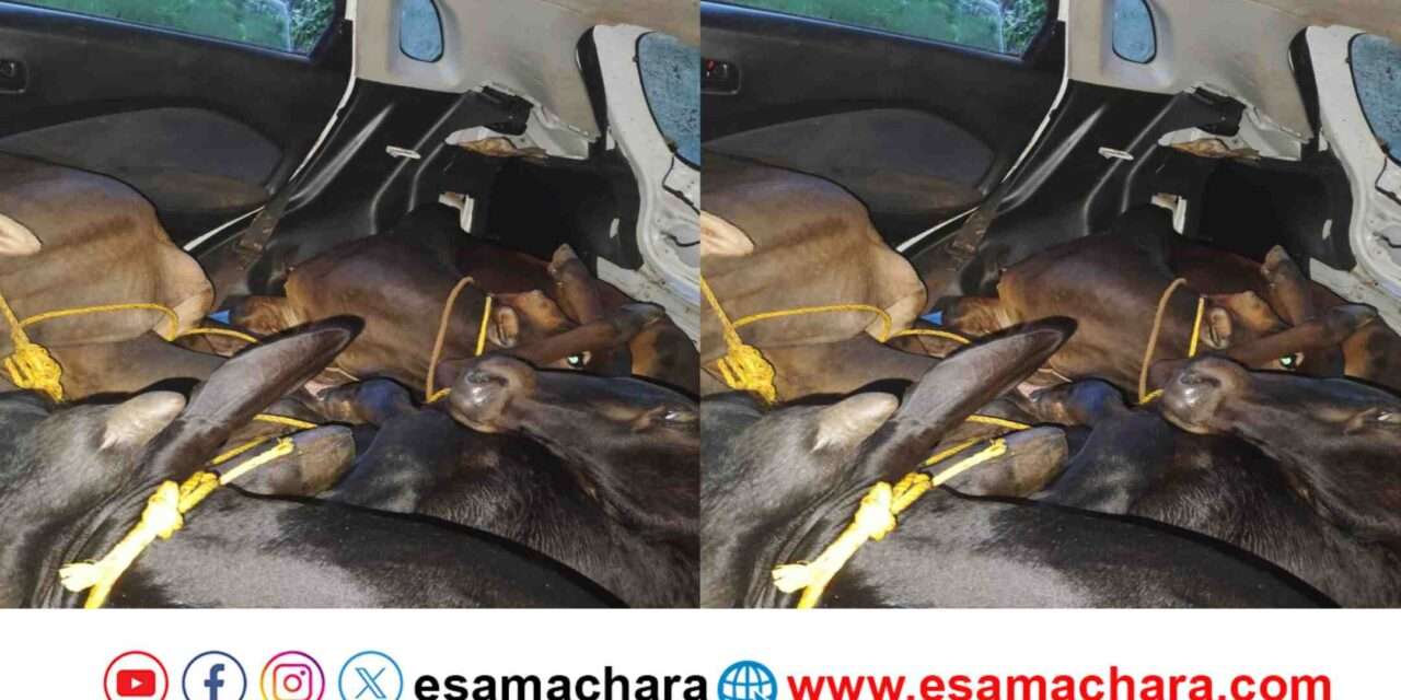 Cattle Rescue/ ಅಕ್ರಮ ಜಾನುವಾರು ಸಾಗಾಟ. ಜೀಪ್ ನೋಡಿದ ತಕ್ಷಣ ಗೋಗಳ್ಳರು ಪರಾರಿ.