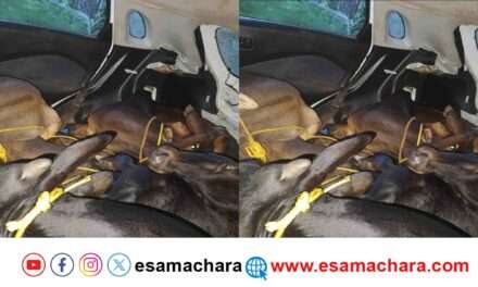 Cattle Rescue/ ಅಕ್ರಮ ಜಾನುವಾರು ಸಾಗಾಟ. ಜೀಪ್ ನೋಡಿದ ತಕ್ಷಣ ಗೋಗಳ್ಳರು ಪರಾರಿ.