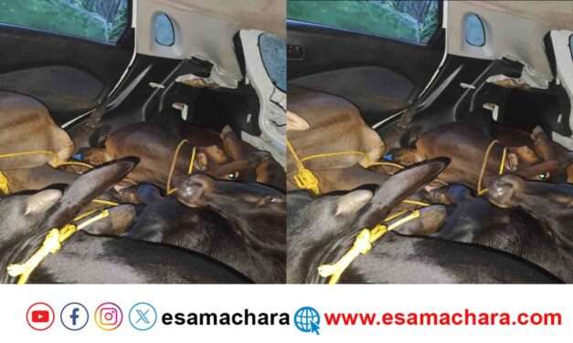 Cattle Rescue/ ಅಕ್ರಮ ಜಾನುವಾರು ಸಾಗಾಟ. ಜೀಪ್ ನೋಡಿದ ತಕ್ಷಣ ಗೋಗಳ್ಳರು ಪರಾರಿ.
