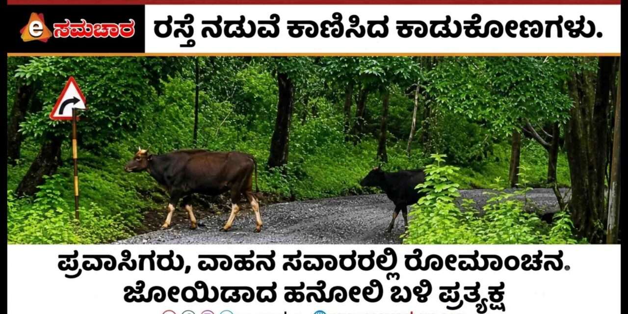 Indian Bison/ ರಸ್ತೆ ಮೇಲೆ ಹಿಂಡು ಹಿಂಡಾಗಿ ಕಾಣಿಸಿಕೊಂಡ ಕಾಡುಕೋಣಗಳು. ಪ್ರವಾಸಿಗರಲ್ಲಿ ಕುತೂಹಲ