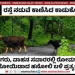 Indian Bison/ ರಸ್ತೆ ಮೇಲೆ ಹಿಂಡು ಹಿಂಡಾಗಿ ಕಾಣಿಸಿಕೊಂಡ ಕಾಡುಕೋಣಗಳು. ಪ್ರವಾಸಿಗರಲ್ಲಿ ಕುತೂಹಲ