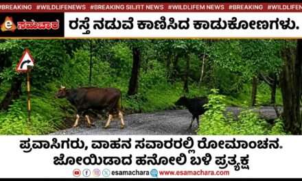 Indian Bison/ ರಸ್ತೆ ಮೇಲೆ ಹಿಂಡು ಹಿಂಡಾಗಿ ಕಾಣಿಸಿಕೊಂಡ ಕಾಡುಕೋಣಗಳು. ಪ್ರವಾಸಿಗರಲ್ಲಿ ಕುತೂಹಲ