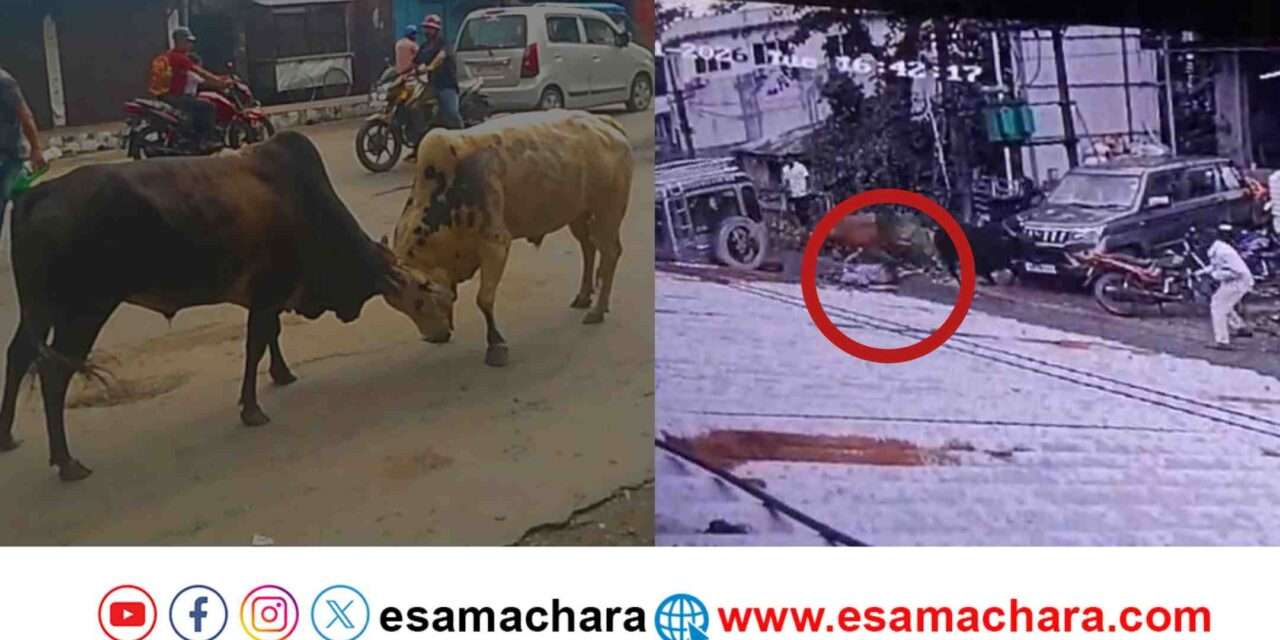 Bulls Fight/ ಹೋರಿಗಳ ಕಾದಾಟಕ್ಕೆ ಸಿಲುಕಿ ಅಮಾಯಕ ಮಹಿಳೆ ಸಾವು.