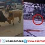 Bulls Fight/ ಹೋರಿಗಳ ಕಾದಾಟಕ್ಕೆ ಸಿಲುಕಿ ಅಮಾಯಕ ಮಹಿಳೆ ಸಾವು.