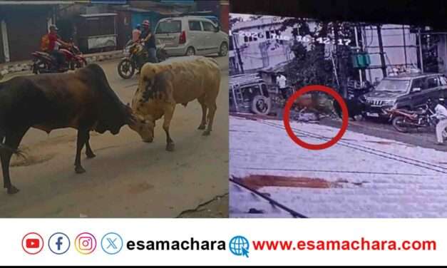 Bulls Fight/ ಹೋರಿಗಳ ಕಾದಾಟಕ್ಕೆ ಸಿಲುಕಿ ಅಮಾಯಕ ಮಹಿಳೆ ಸಾವು.