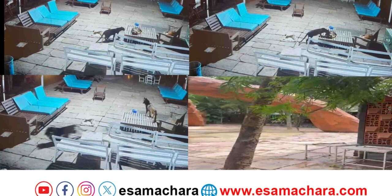 Deadly Attack/ ಬ್ಲ್ಯಾಕ್ ಪ್ಯಾಂಥರ್ ಡೆಡ್ಲಿ ಅಟ್ಯಾಕ್. ಆತಂಕಗೊಂಡ ಸ್ಥಳೀಯರು