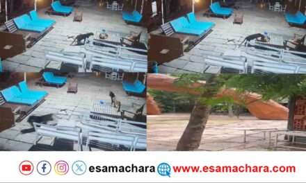 Deadly Attack/ ಬ್ಲ್ಯಾಕ್ ಪ್ಯಾಂಥರ್ ಡೆಡ್ಲಿ ಅಟ್ಯಾಕ್. ಆತಂಕಗೊಂಡ ಸ್ಥಳೀಯರು