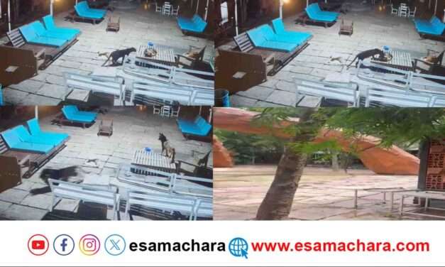 Deadly Attack/ ಬ್ಲ್ಯಾಕ್ ಪ್ಯಾಂಥರ್ ಡೆಡ್ಲಿ ಅಟ್ಯಾಕ್. ಆತಂಕಗೊಂಡ ಸ್ಥಳೀಯರು