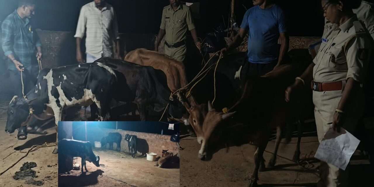 Police Operations/ ಅಕ್ರಮವಾಗಿ ಕಟ್ಟಿಹಾಕಿದ್ದ 7 ಹೋರಿ ಕರುಗಳ ರಕ್ಷಣೆ: ಪೊಲೀಸರ ಜಂಟಿ ಕಾರ್ಯಾಚರಣೆ