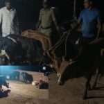 Police Operations/ ಅಕ್ರಮವಾಗಿ ಕಟ್ಟಿಹಾಕಿದ್ದ 7 ಹೋರಿ ಕರುಗಳ ರಕ್ಷಣೆ: ಪೊಲೀಸರ ಜಂಟಿ ಕಾರ್ಯಾಚರಣೆ