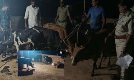 Police Operations/ ಅಕ್ರಮವಾಗಿ ಕಟ್ಟಿಹಾಕಿದ್ದ 7 ಹೋರಿ ಕರುಗಳ ರಕ್ಷಣೆ: ಪೊಲೀಸರ ಜಂಟಿ ಕಾರ್ಯಾಚರಣೆ