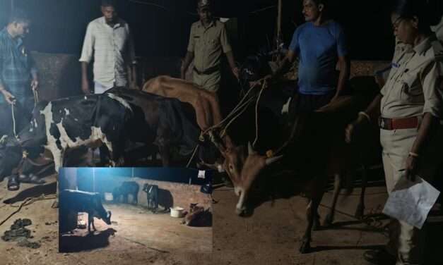 Police Operations/ ಅಕ್ರಮವಾಗಿ ಕಟ್ಟಿಹಾಕಿದ್ದ 7 ಹೋರಿ ಕರುಗಳ ರಕ್ಷಣೆ: ಪೊಲೀಸರ ಜಂಟಿ ಕಾರ್ಯಾಚರಣೆ