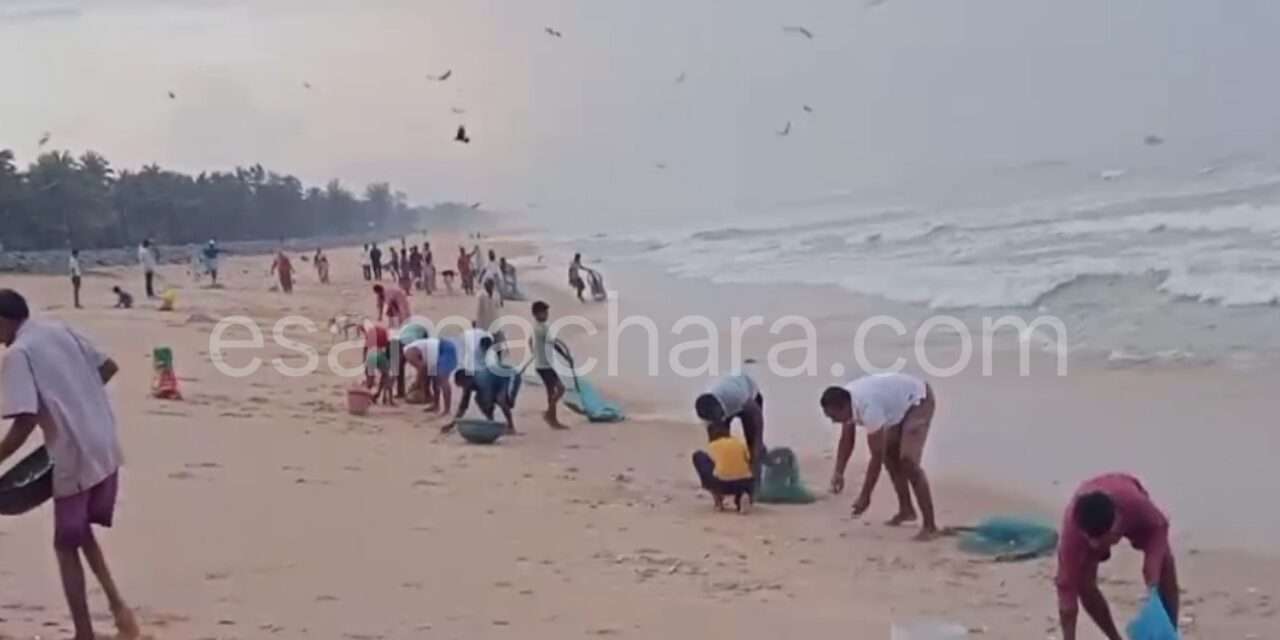 Fishes/ ಕಡಲತೀರದಲ್ಲಿ  ಬಂದ ಭಾರಿ ಪ್ರಮಾಣದ ಬೂತಾಯಿ ಮೀನುಗಳ ರಾಶಿ ರಾಶಿ. ಮುಗಿಬಿದ್ದ  ಸಾರ್ವಜನಿಕರು.