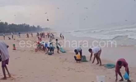 Fishes/ ಕಡಲತೀರದಲ್ಲಿ  ಬಂದ ಭಾರಿ ಪ್ರಮಾಣದ ಬೂತಾಯಿ ಮೀನುಗಳ ರಾಶಿ ರಾಶಿ. ಮುಗಿಬಿದ್ದ  ಸಾರ್ವಜನಿಕರು.