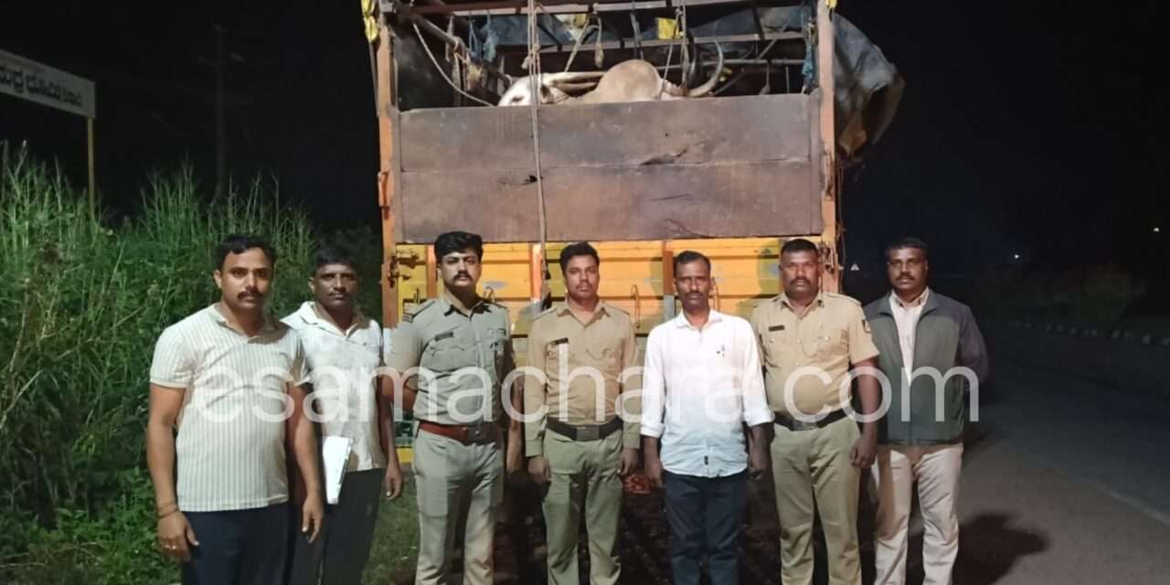 Cattle Rescue/ ಹಿಂಸಾತ್ಮಕವಾಗಿ ಜಾನುವಾರುಗಳ ಸಾಗಾಟ. ಭಟ್ಕಳದಲ್ಲಿ ಪೊಲೀಸರ ಕಾರ್ಯಾಚರಣೆಗೆ ಲಾರಿ ಬಿಟ್ಟು ಪರಾರಿ.
