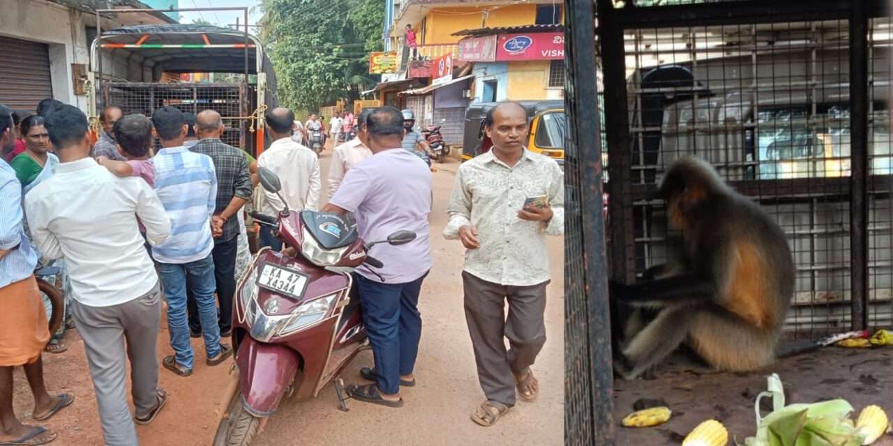 Monkey Rescue/ ಸಾರ್ವಜನಿಕರಿಗೆ ಉಪಟಳ ನೀಡುತ್ತಿದ್ದ ಮಂಗ ಸೆರೆ – ಮುಂಡಳ್ಳಿ ಗ್ರಾಮಸ್ಥರು ನಿಟ್ಟುಸಿರು