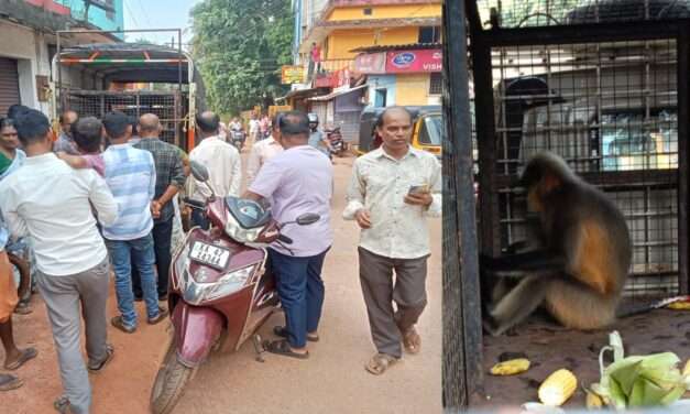 Monkey Rescue/ ಸಾರ್ವಜನಿಕರಿಗೆ ಉಪಟಳ ನೀಡುತ್ತಿದ್ದ ಮಂಗ ಸೆರೆ – ಮುಂಡಳ್ಳಿ ಗ್ರಾಮಸ್ಥರು ನಿಟ್ಟುಸಿರು