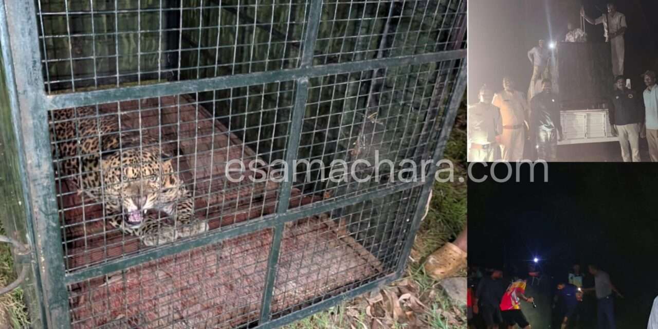 Leopard/ ಸೌಂಡ್ ಮಾಡ್ತಿದ್ದ ಚಿರತೆ  ಬೋನಿಗೆ…. ಸಾರ್ವಜನಿಕರ, ಅರಣ್ಯ ಇಲಾಖೆ ಕಾರ್ಯಾಚರಣೆ.