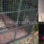 Leopard/ ಸೌಂಡ್ ಮಾಡ್ತಿದ್ದ ಚಿರತೆ  ಬೋನಿಗೆ…. ಸಾರ್ವಜನಿಕರ, ಅರಣ್ಯ ಇಲಾಖೆ ಕಾರ್ಯಾಚರಣೆ.