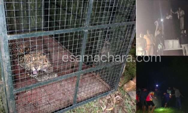 Leopard/ ಸೌಂಡ್ ಮಾಡ್ತಿದ್ದ ಚಿರತೆ  ಬೋನಿಗೆ…. ಸಾರ್ವಜನಿಕರ, ಅರಣ್ಯ ಇಲಾಖೆ ಕಾರ್ಯಾಚರಣೆ.