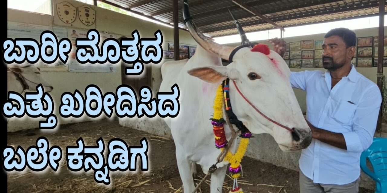 Demand Bull/ ಐಷಾರಾಮಿ ಕಾರುಗಳ ಕಾಲದಲ್ಲೊಂದು ಅಚ್ಚರಿ! ಬರೋಬ್ಬರಿ ₹61 ಲಕ್ಷಕ್ಕೆ ಎತ್ತು ಖರೀದಿಸಿದ ಕನ್ನಡಿಗ .