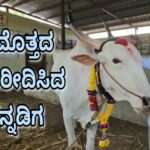 Demand Bull/ ಐಷಾರಾಮಿ ಕಾರುಗಳ ಕಾಲದಲ್ಲೊಂದು ಅಚ್ಚರಿ! ಬರೋಬ್ಬರಿ ₹61 ಲಕ್ಷಕ್ಕೆ ಎತ್ತು ಖರೀದಿಸಿದ ಕನ್ನಡಿಗ .