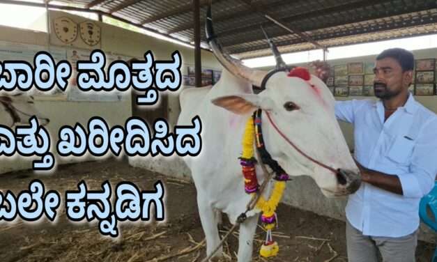 Demand Bull/ ಐಷಾರಾಮಿ ಕಾರುಗಳ ಕಾಲದಲ್ಲೊಂದು ಅಚ್ಚರಿ! ಬರೋಬ್ಬರಿ ₹61 ಲಕ್ಷಕ್ಕೆ ಎತ್ತು ಖರೀದಿಸಿದ ಕನ್ನಡಿಗ .
