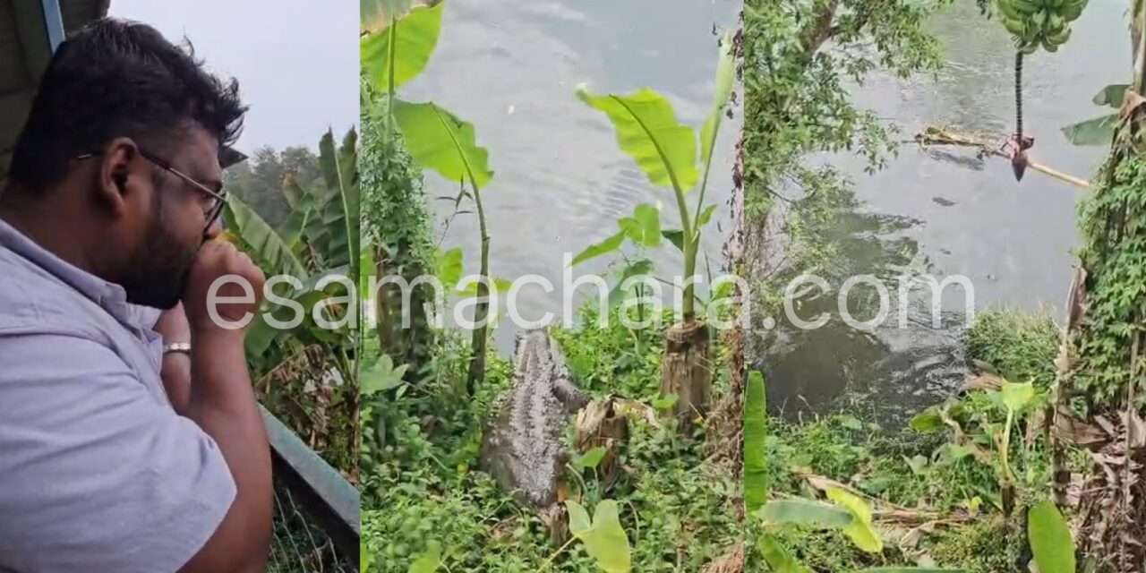 Dandeli Crocodile/ ದಾಂಡೇಲಿಯಲ್ಲಿ ವಿಸ್ಮಯ. ವ್ಯಕ್ತಿಯ ಧ್ವನಿಗೆ ಓಡಿಬಂದ ಮೊಸಳೆ.