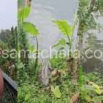 Dandeli Crocodile/ ದಾಂಡೇಲಿಯಲ್ಲಿ ವಿಸ್ಮಯ. ವ್ಯಕ್ತಿಯ ಧ್ವನಿಗೆ ಓಡಿಬಂದ ಮೊಸಳೆ.